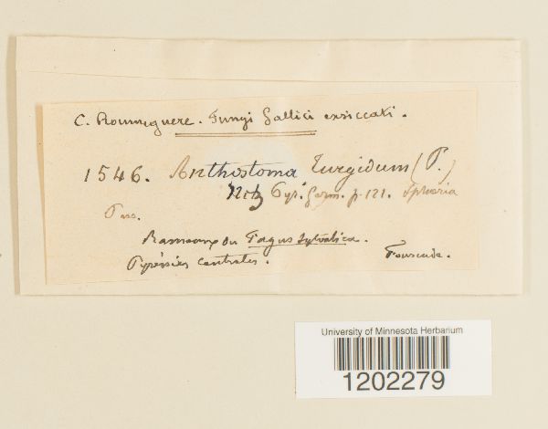 Anthostoma turgidum image