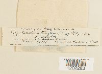 Anthostoma turgidum image