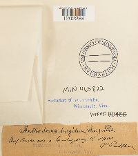 Anthostoma turgidum image