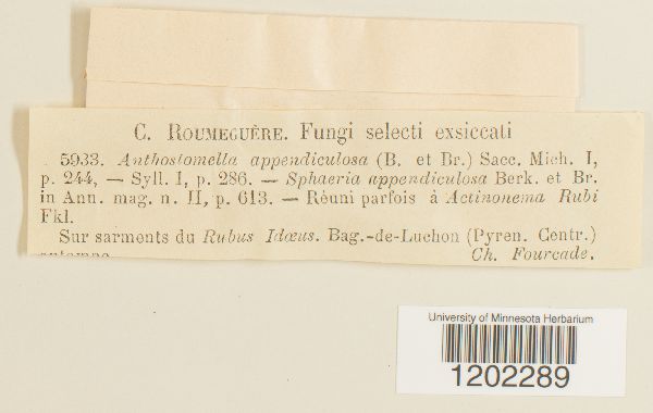 Anthostomella appendiculosa image