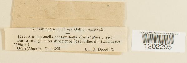 Anthostomella contaminans image