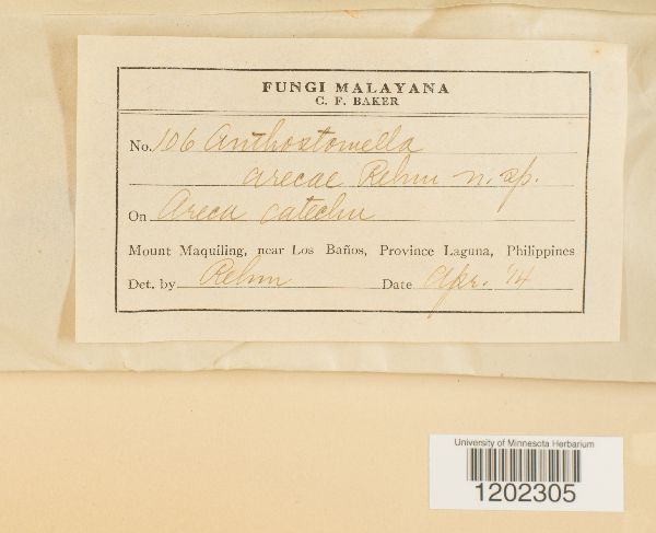 Anthostomella arecae image