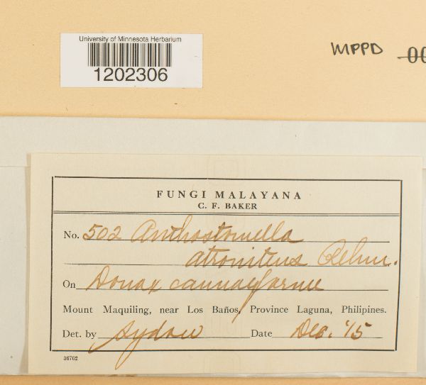 Anthostomella atronitens image