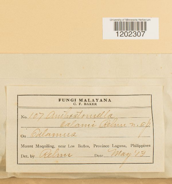 Anthostomella calami image