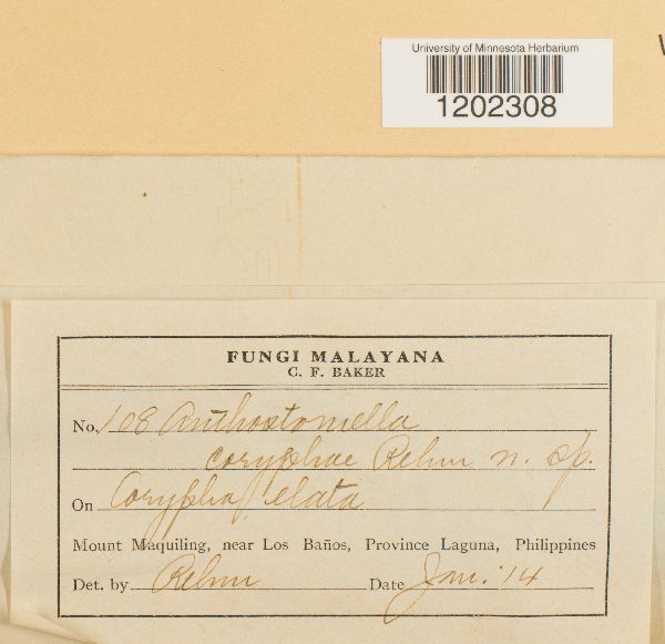 Anthostomella coryphae image