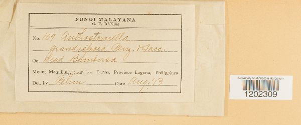 Anthostomella grandispora image