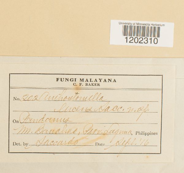 Anthostomella lucens image