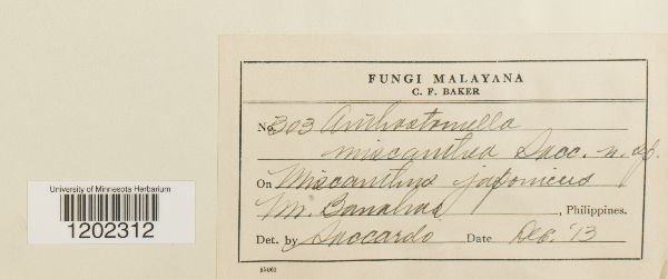 Anthostomella miscanthea image