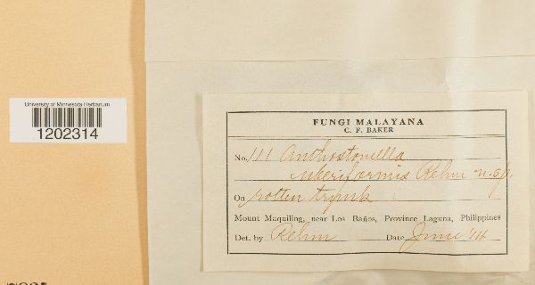 Anthostomella uberiformis image