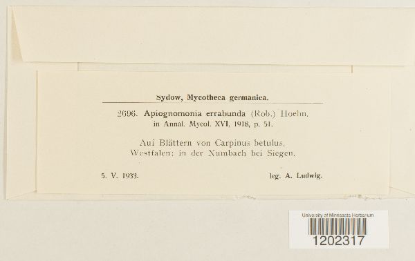 Apiognomonia errabunda image