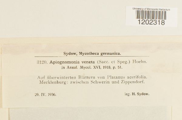 Apiognomonia veneta image