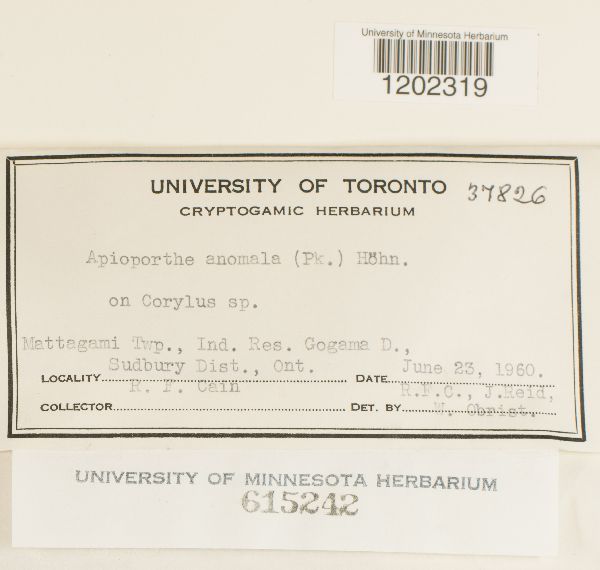 Anisogramma anomala image