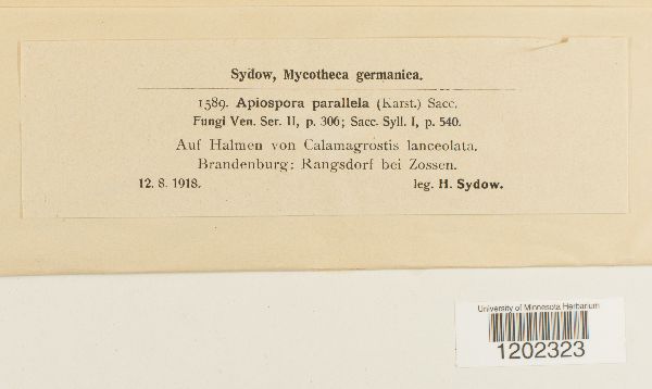 Apiospora parallela image