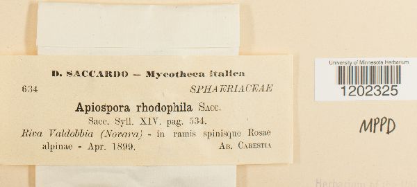 Apiospora rhodophila image