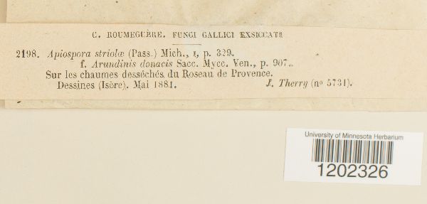 Apiospora striola image