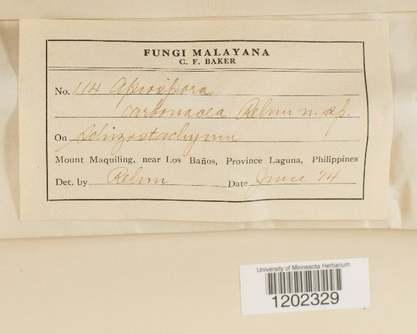 Apiospora carbonacea image