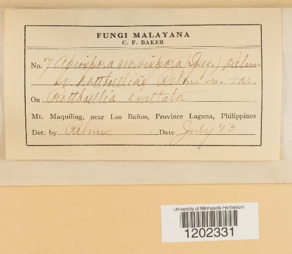 Apiospora curvispora image