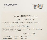 Apiosporina collinsii image