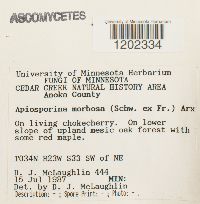 Apiosporina morbosa image