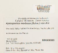 Apiosporina morbosa image