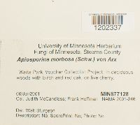 Apiosporina morbosa image