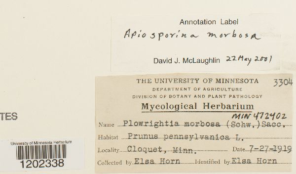 Apiosporina morbosa image