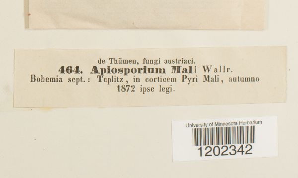 Apiosporium mali image