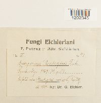 Apiosporium plantaginis image
