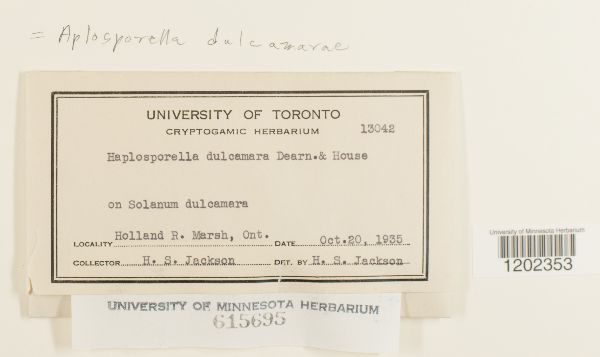 Aplosporella dulcamarae image