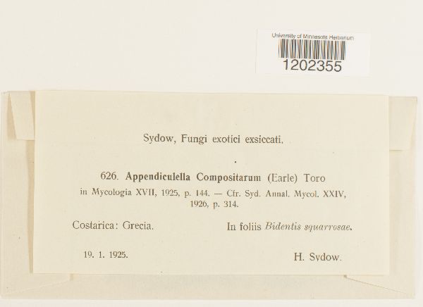 Appendiculella compositarum image