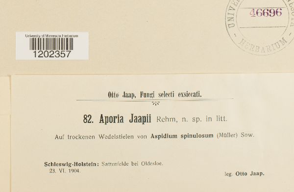 Aporia jaapii image