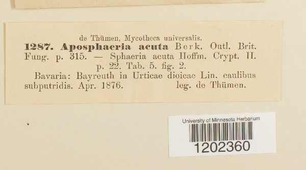 Leptosphaeria acuta image
