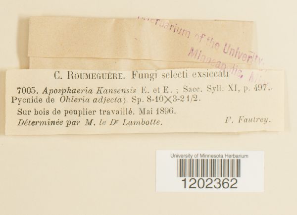 Aposphaeria kansensis image