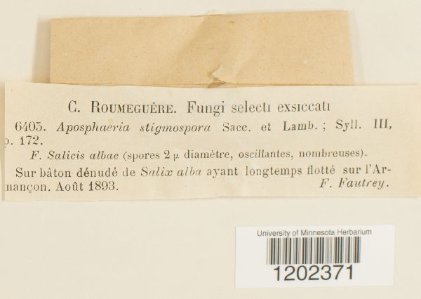 Aposphaeria stigmospora image