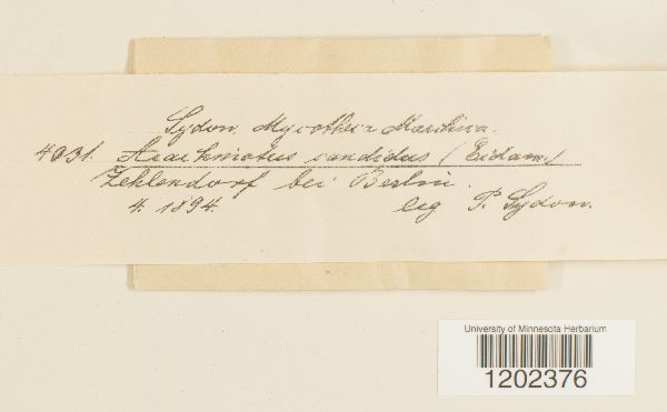 Arachniatus candidus image