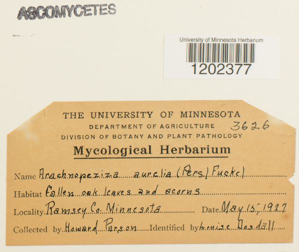 Arachnopeziza aurelia image