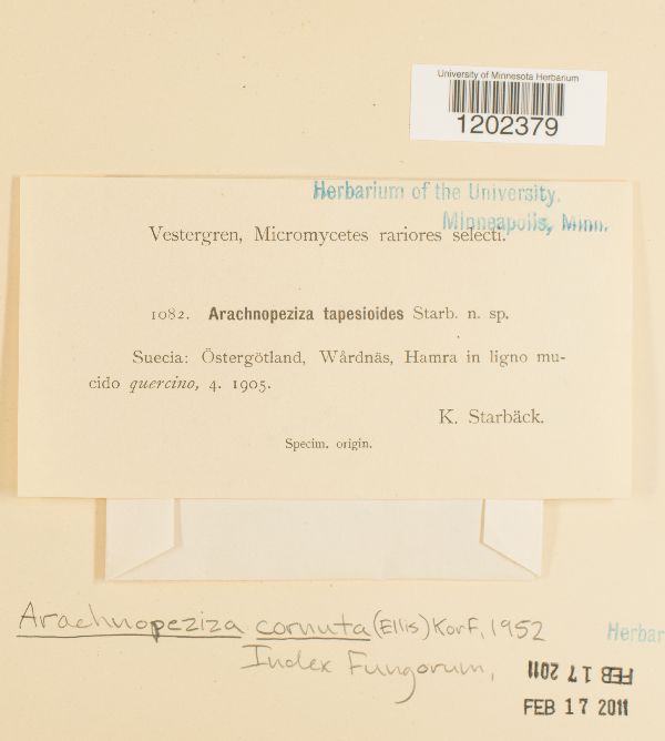 Arachnopeziza cornuta image