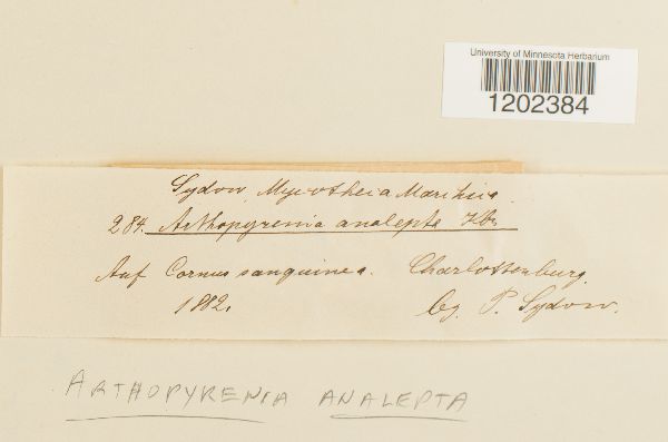 Arthopyrenia analepta image