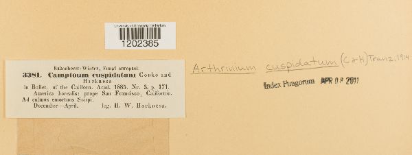 Arthrinium cuspidatum image