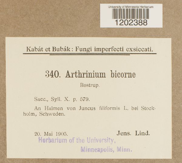 Arthrinium bicorne image