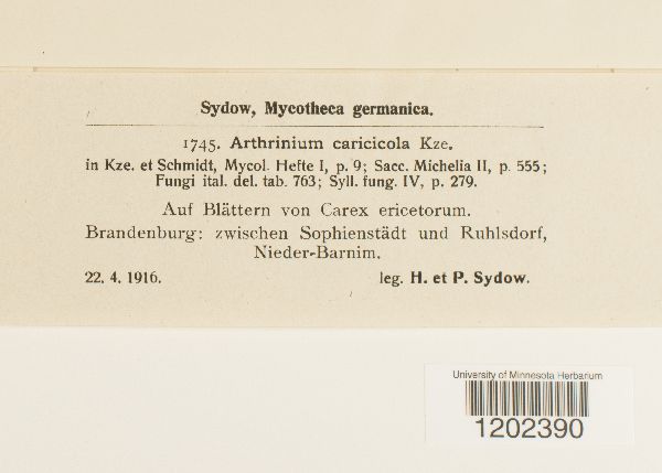 Arthrinium caricicola image