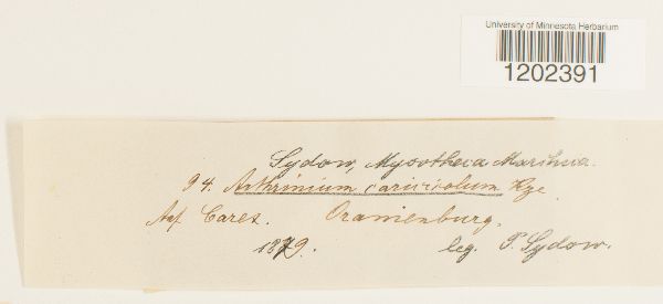 Arthrinium carinatum image