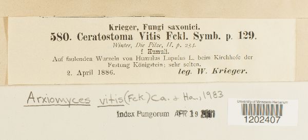Arxiomyces vitis image
