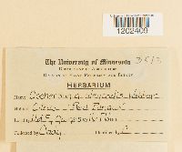 Aschersonia aleyrodis image