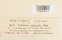 Aschersonia aleyrodis image