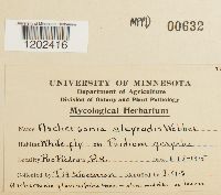 Aschersonia aleyrodis image