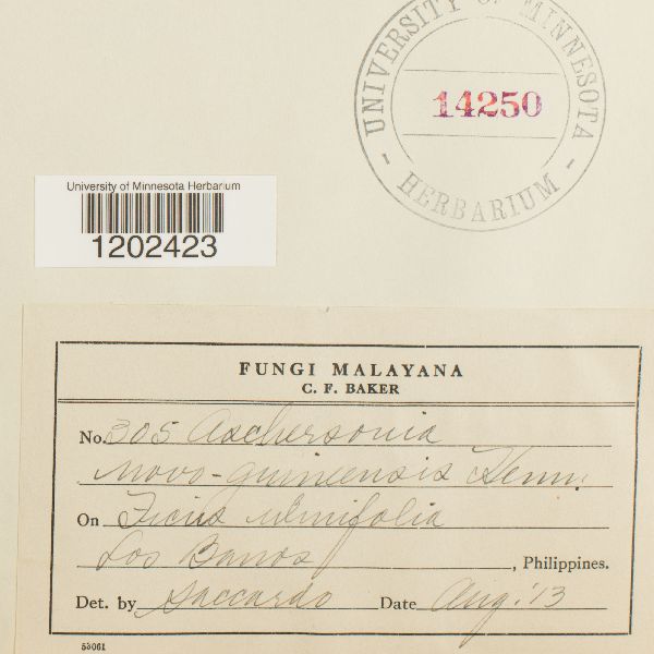 Aschersonia novoguineensis image