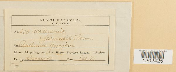 Aschersonia paraensis image