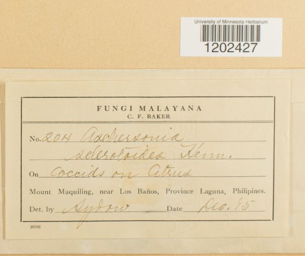 Aschersonia sclerotioides image