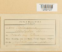 Image Associated With the Occurrence